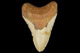Fossil Megalodon Tooth - North Carolina #124905-1